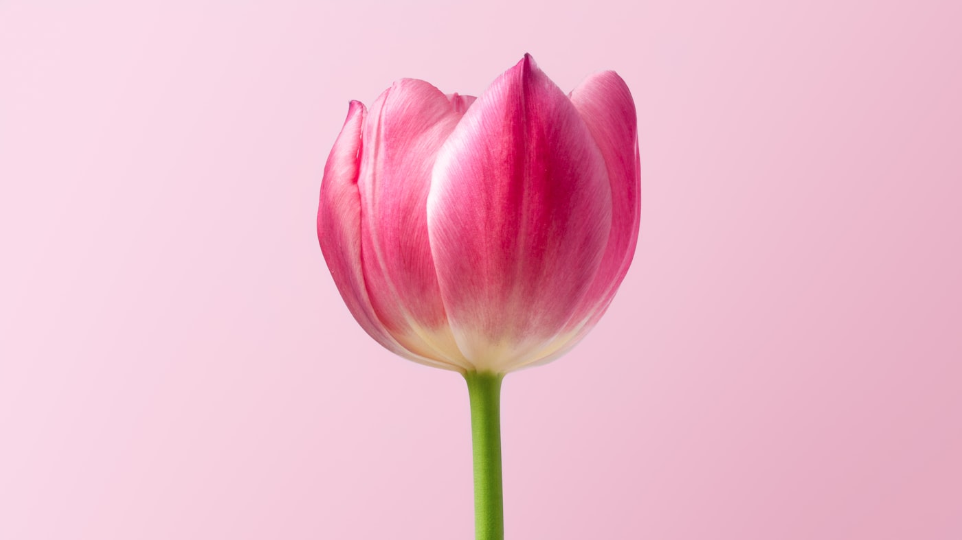 Bloemenmagazijn Floralia